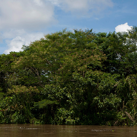 AMAZONAS 18 rio mosaico galeria_MG_6093.jpg